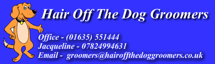 Hair of the dog salon cheap